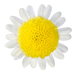 Yellow Flower with White Petals Isolated on White
