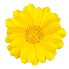 Beautiful Yellow Daisy Isolated on White
