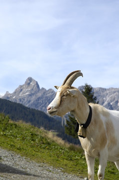 Ziege in den Alpen