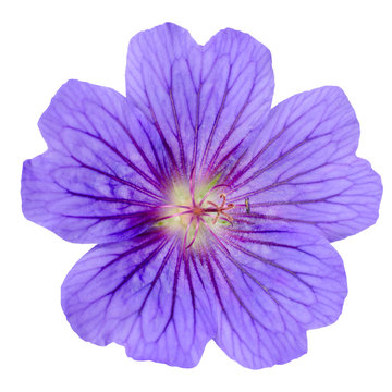 Purple Geranium Flower Isolated on White
