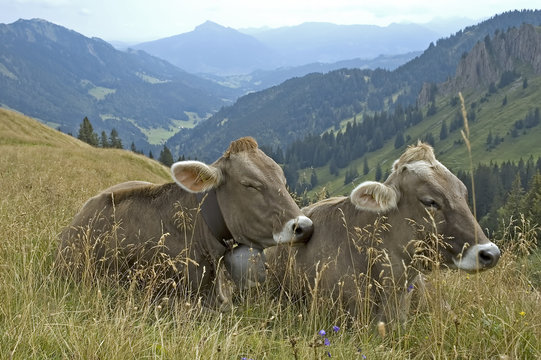 Kühe auf Almwiese im Allgäu