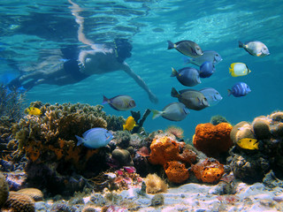 Obraz na płótnie Canvas Nurkowanie w rafie koralowej