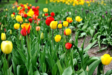 red and yellow tulips