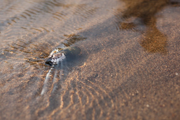shell in the sand at small water - into the wild series