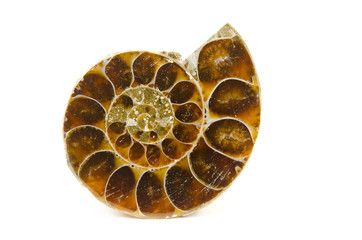 ammonite cut and polished (white background)