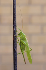 Cavalletta appesa a una ringhiera