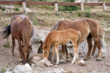 Obraz premium Cavalli con puledro