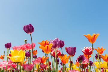 Naklejka premium Amazing multicolored tulips against a blue sky
