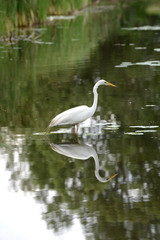 Great Egret