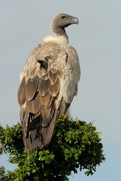 Grifone dorsobianco