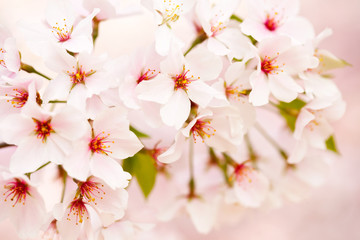 Cherry blossoms close up