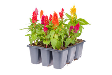 Variety pack of celosia flowers isolated on white