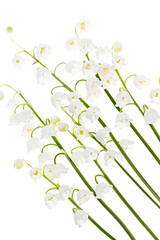 Lily-of-the-valley flowers on white