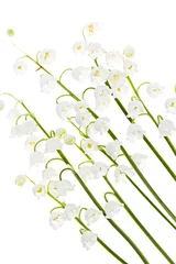 Washable wall murals Lily of the valley Lily-of-the-valley flowers on white