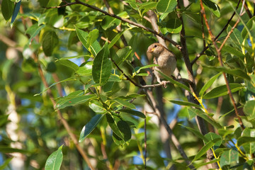 Небольшая птица прячется в листве деревьев