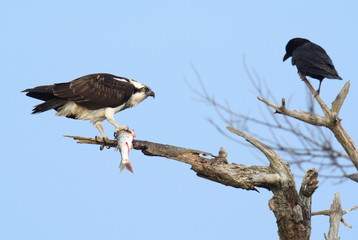 Osprey with fish