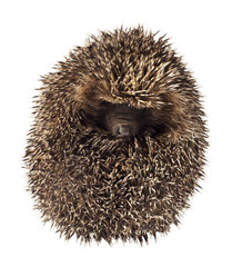 hedgehog