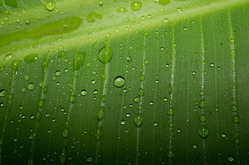 Abstract Banana Leaves with Dew Drops