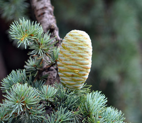 Cedar cone on the branch