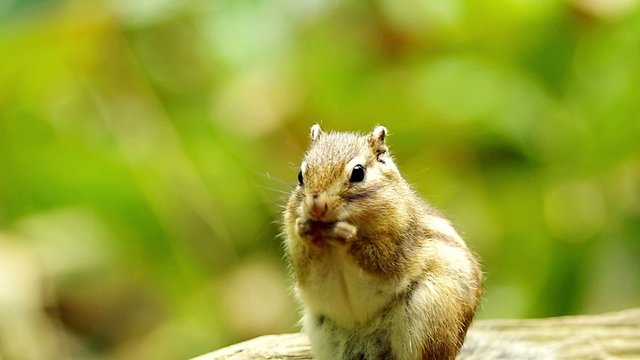 食べるエゾシマリス