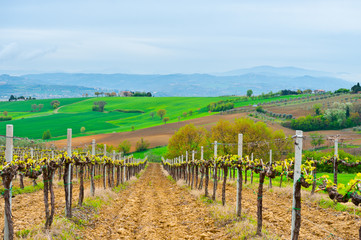 Fototapeta premium Hilsl of Tuscany