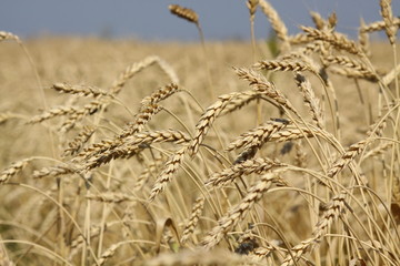 Wheat field