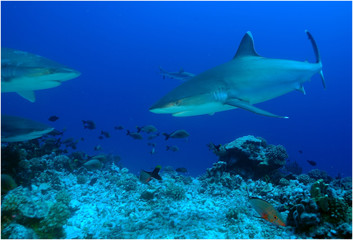 shark silver tips requin