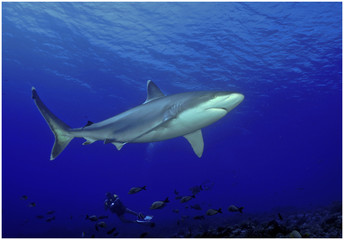 shark gray requin