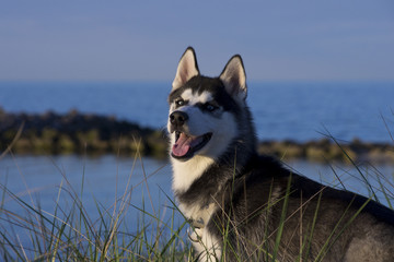 Hund am Meer