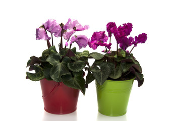 pink and purple cyclame flowers