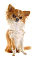 Obraz premium chihuahua with pearl collar