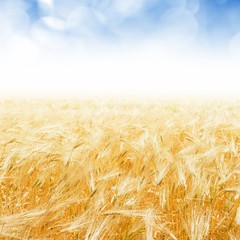 Harvest background