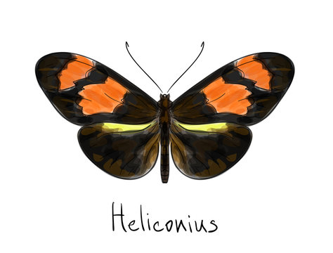 Butterfly Heliconius. Watercolor imitation.