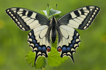 The Papilio machaon. A butterfly on green background.