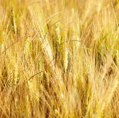 Wheat field
