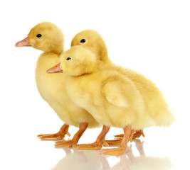 Three duckling isolated on white