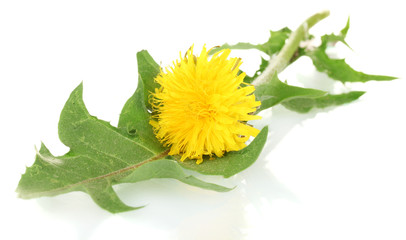 dandelion flower and leaves isolated on white
