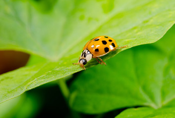 wandering asian ladybird