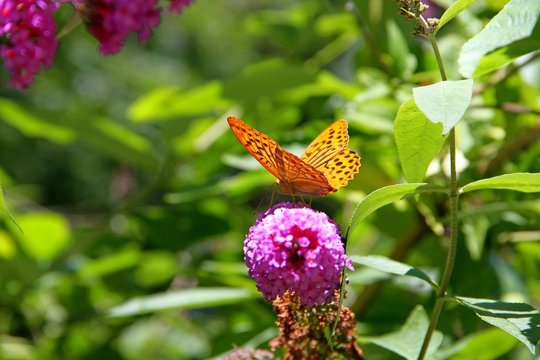 Schmetterling