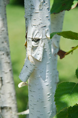 Betulla bianca