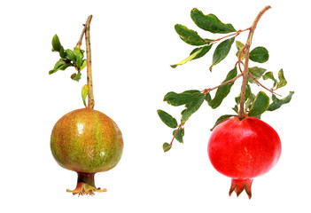 Two pomegranates
