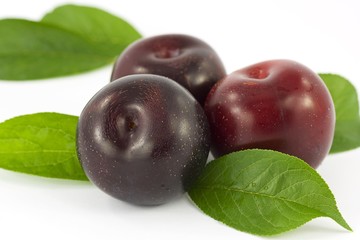 prugna rossa, susine