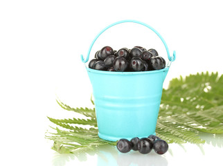 ripe blueberries in blue bucket on fern close-up