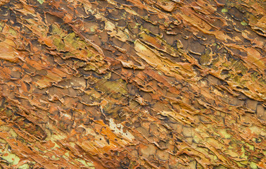 art of oil painting surface.