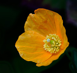 Closeup of orange poppy