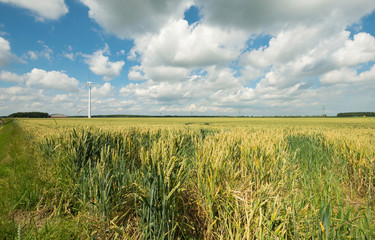Corn growing on a field in summer