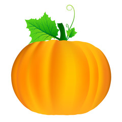 vector pumpkin