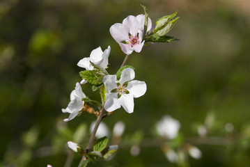 цветущее дерево