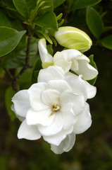 Fototapeta na wymiar Gardenia kwiat