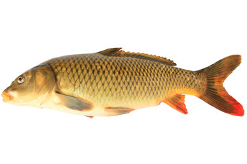 carp